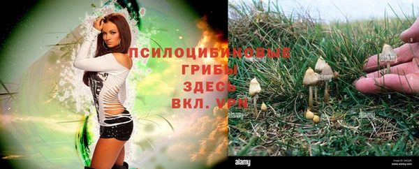 гашик Россошь